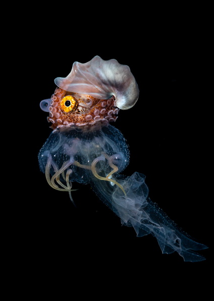 Paper Nautilus AKA Argonaut on jellyfish, Balayan Bay, Batangas, Philippines.jpg